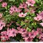 Clematis Sarah Elizabeth™ evipo098