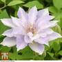 Clematis Tranquilite™ evipo111