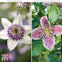 Classic Clematis Duo