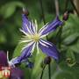 Clematis x aromatica
