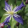 Clematis x aromatica