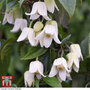 Clematis urophylla 'Winter Beauty'