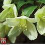 Clematis cirrhosa 'Jingle Bells'