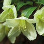 Clematis cirrhosa 'Jingle Bells'
