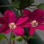 Clematis 'John Howells'