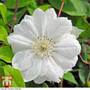 Clematis 'Duchess of Edinburgh'