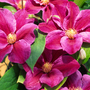 Clematis 'Vivienne Beth Currie'