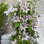 Clematis 'Samaritan Jo'™ evipo075