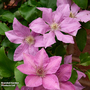 Clematis 'Bridgewater'