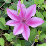 Clematis 'Darcy?' (evipo106)