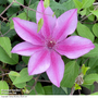 Clematis 'Darcy?' (evipo106)