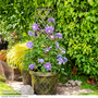 Clematis Diamantina™ evipo039