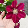 Clematis 'Elpis'