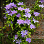 Clematis 'Etoile de Malicorne'