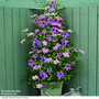 Clematis Giant Flowered Duo