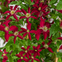 Clematis 'Glorious®? Red'