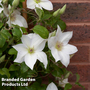 Clematis 'Guernsey Flute'?