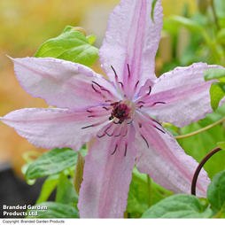 Clematis 'Hagley Hybrid'