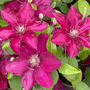 Clematis 'Jie'