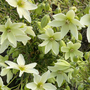 Clematis 'Kimiko'