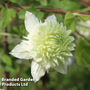 Clematis florida 'Manju'