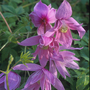 Clematis macropetala 'Markham's Pink'