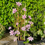 Clematis 'Mochi'