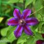Clematis 'Mrs N. Thompson'