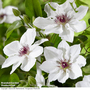 Clematis 'Ninon?' (evipo052)