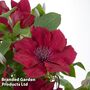 Clematis Nubia