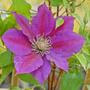 Clematis 'Gladys Picard'