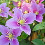 Clematis 'Piilu'