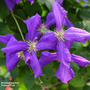 Clematis viticella 'Polish Spirit'
