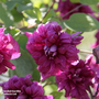 Clematis 'Purpurea Plena Elegans'