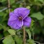 Clematis 'Ramona'