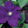 Clematis 'Rasputin'