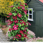 Clematis Rebecca™ evipo016