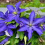 Clematis 'Rhapsody'