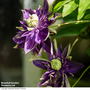 Clematis florida 'Taiga'