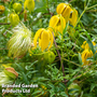 Clematis tangutica