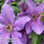 Clematis ?Tumaini' (Evigsy151)