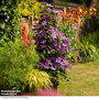 Clematis ?Tumaini' (Evigsy151)