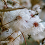 Clematis Vitalba