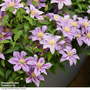 Clematis 'Volunteer™' evipo080