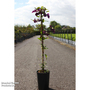 Clematis 'Wada's Primrose'