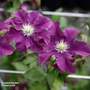 Clematis 'Warszawska Nike'