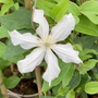Clematis 'White Arabella'