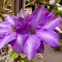 Clematis 'Xerxes'