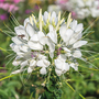 Cleome hassleriana 'Helen Campbell' - Seeds