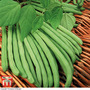 Climbing Bean 'Cobra' - Seeds